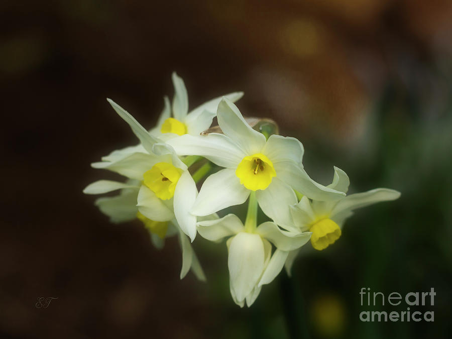 Softly Daffodils Photograph by Elaine Teague