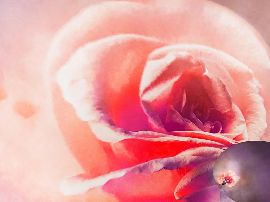 Softly Goes the Rose Spiral 6 Photograph by Eileen Backman - Fine Art ...