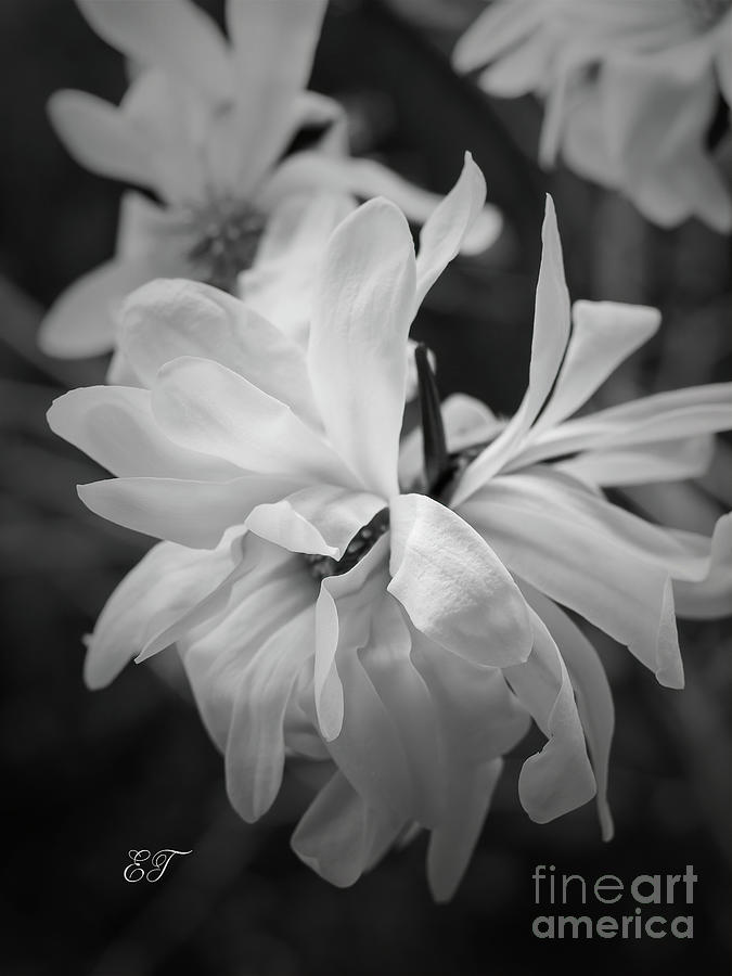 Softly Magnolia Photograph by Elaine Teague