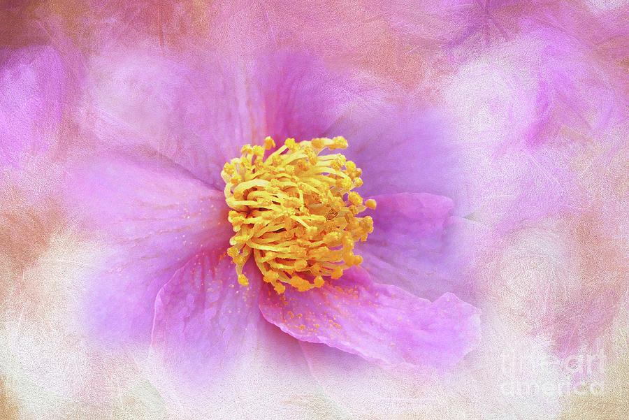 Softly Pink Camellia Digital Art by Amy Dundon