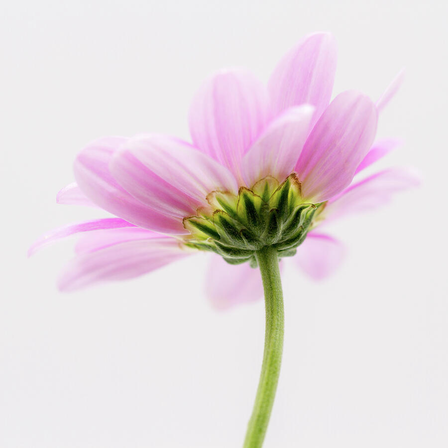 Softly Pink Chrysanthemum 2 Photograph by Tanya C Smith