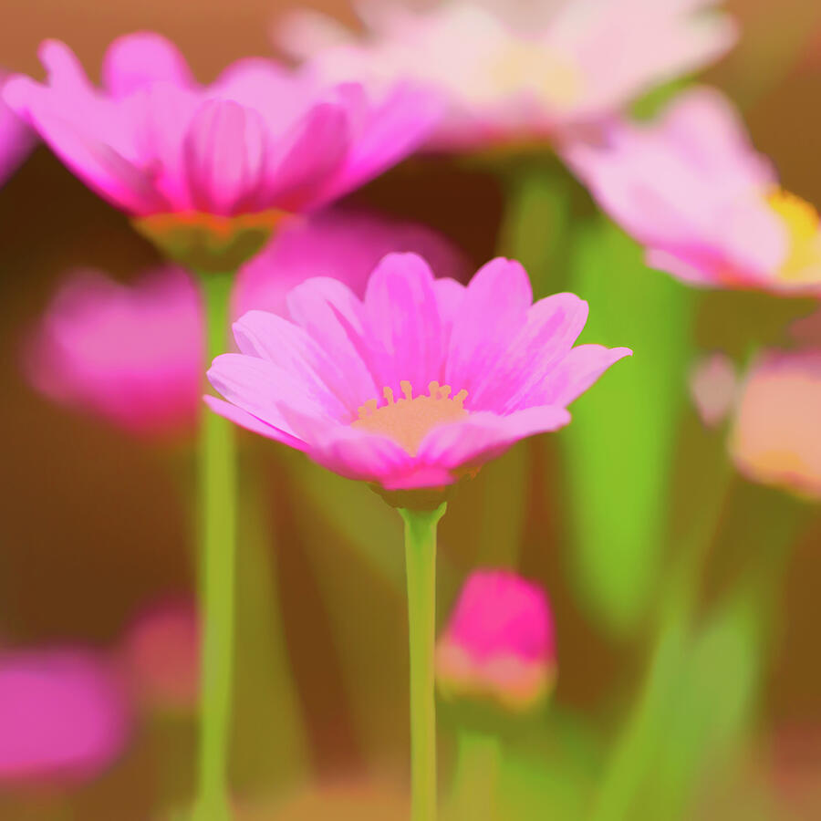 Softly Pink Daisies Photograph by Tanya C Smith