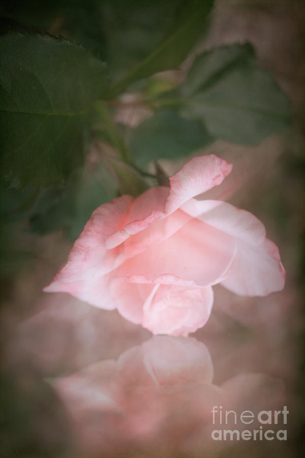 Softly Pink Photograph by Elaine Teague