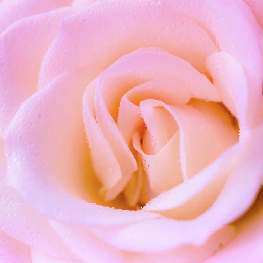 Softly Pink Rose Photograph by Tanya C Smith