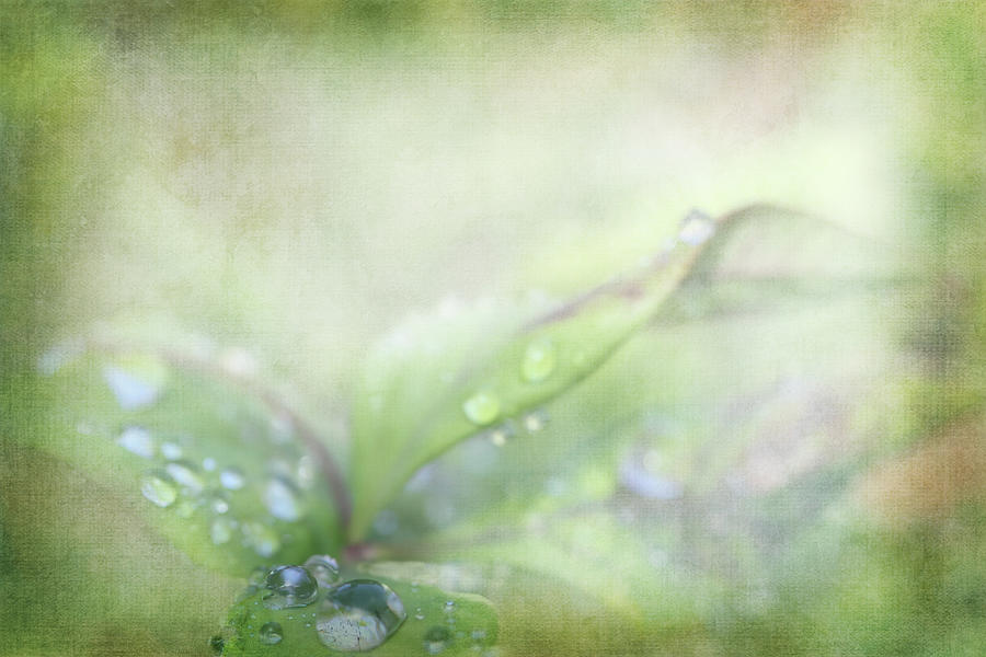 Softly Rain Touched Digital Art by Terry Davis