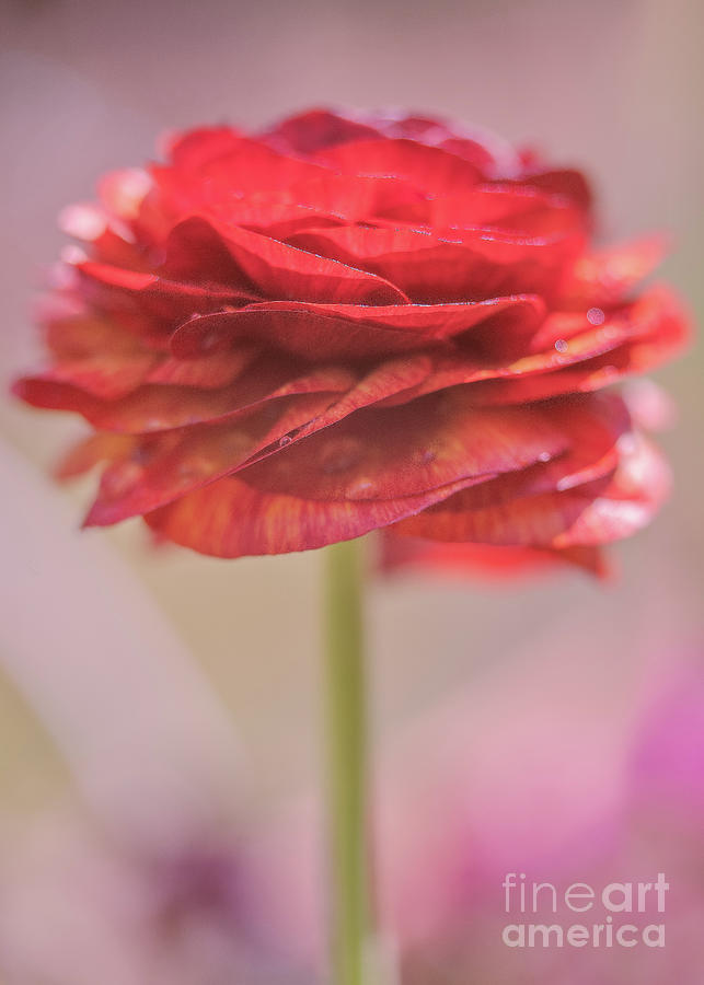 Softly Red Photograph by Sally Simon