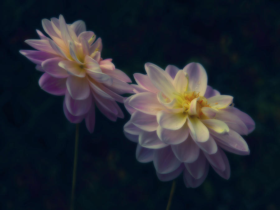 Flower Photograph - Softness 3 by Thomas Hall