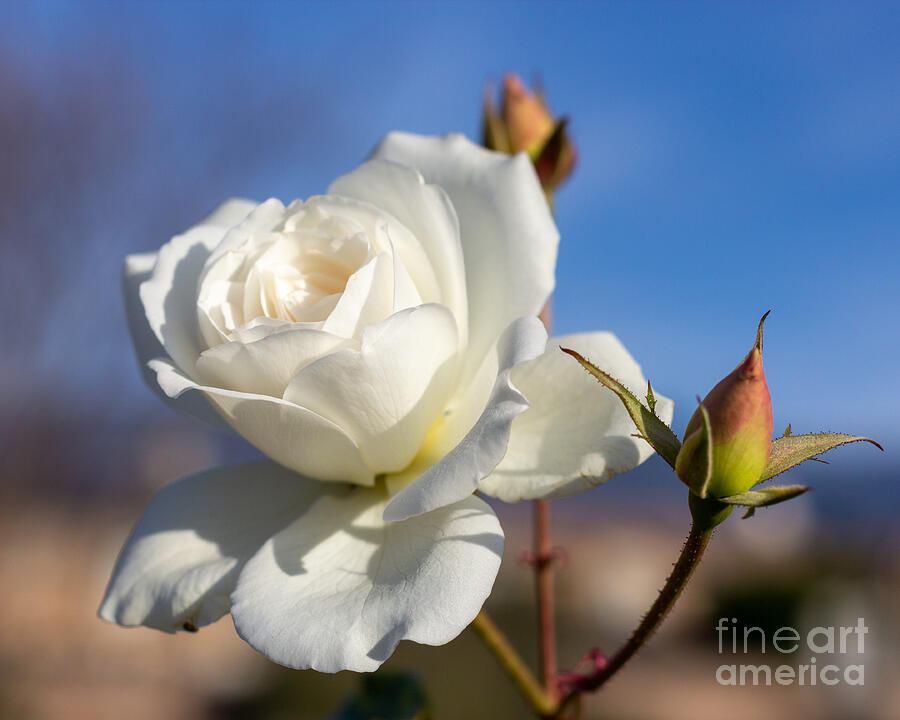 Softness and Purity Photograph by Laura L Leatherwood Softness and Purity Photograph by Laura L Leatherwood