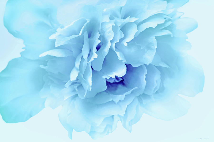 Softness of a Blue Peony Flower Photograph by Jennie Marie Schell