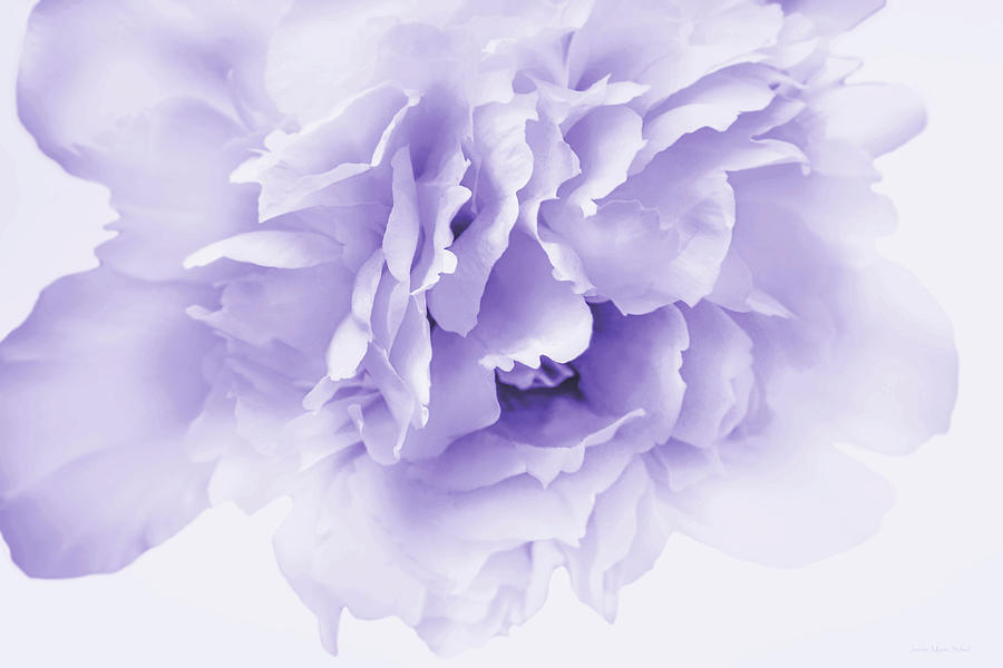 Softness of a Lavender Peony Flower Photograph by Jennie Marie Schell