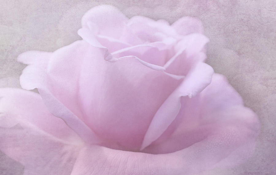 Softness of a Violet Pastel Rose Flower Photograph by Jennie Marie Schell