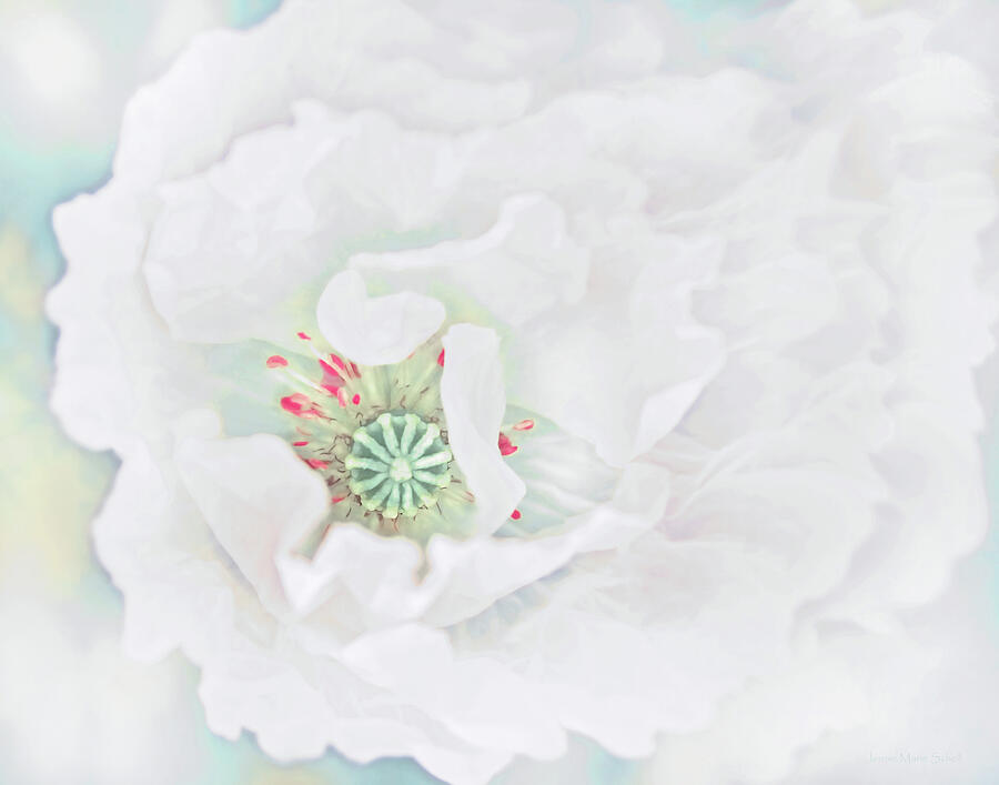 Poppy Photograph - Softness of a White Oriental Poppy Flower by Jennie Marie Schell