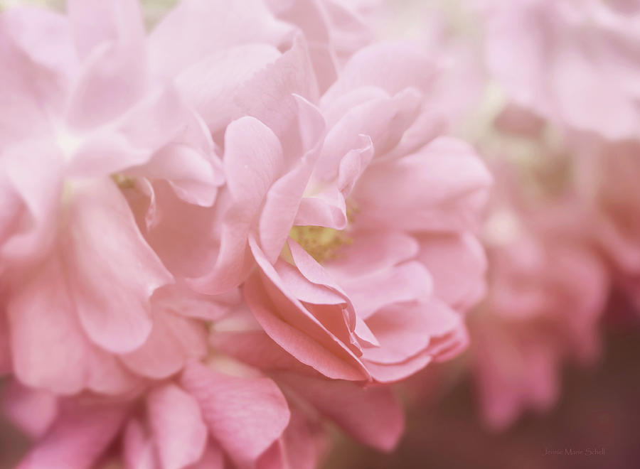 Softness of Blushing Pink Rose Petals Photograph by Jennie Marie Schell