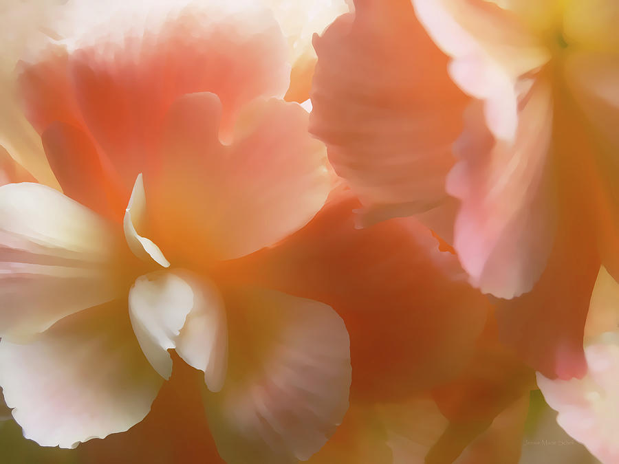 Summer Photograph - Softness of Pastel Orange Begonia Flowers by Jennie Marie Schell