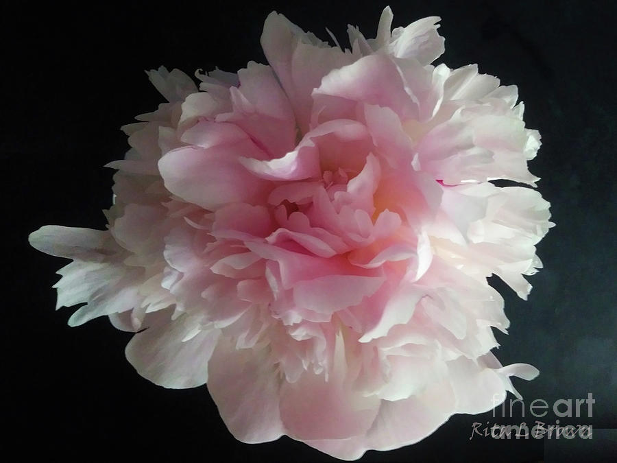 Soft Pink Peony Photograph by Rita Brown