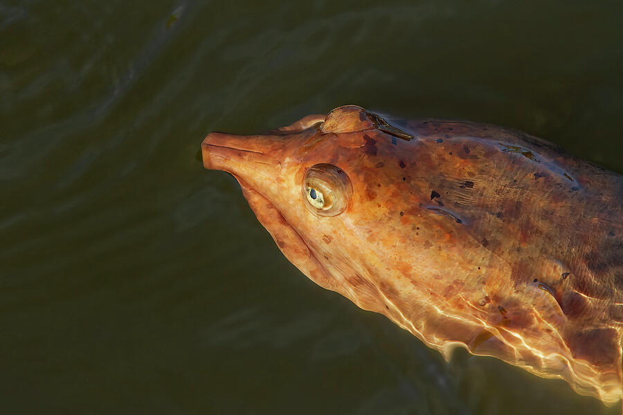 Softshell Turtle Digital Art by Jerry Dalrymple Softshell Turtle Digital Art by Jerry Dalrymple