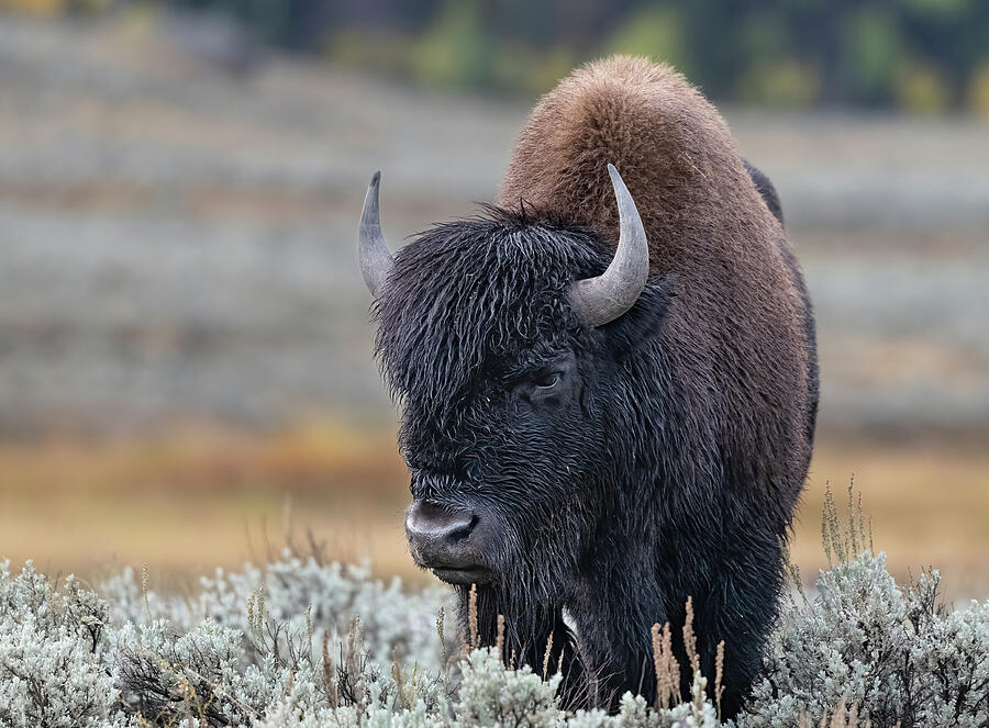 Soggy Bison. Photograph by Paul Martin