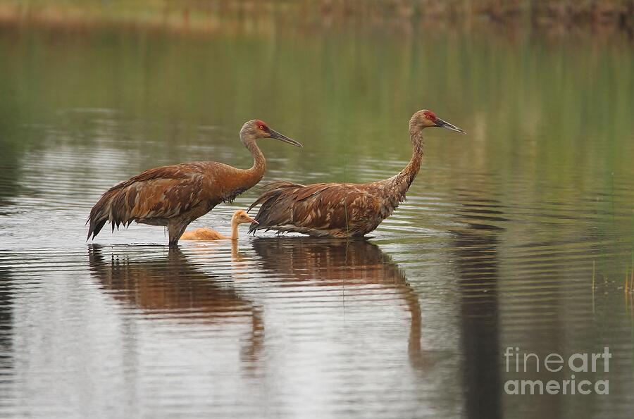 Nature Photograph - Soggy Morning Stroll by Teresa McGill