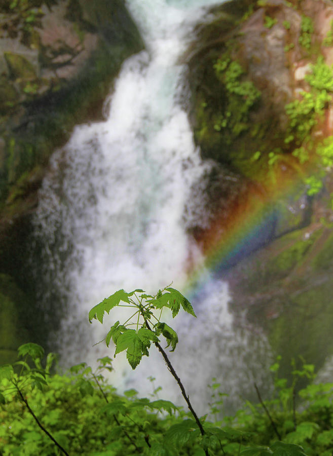 Olympic National Park Photograph - Sol Duc Falls Rainbow by Dan Sproul