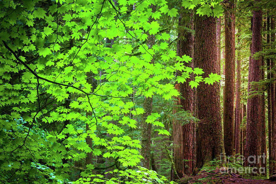 Sol Duc Foliage Photograph by Inge Johnsson