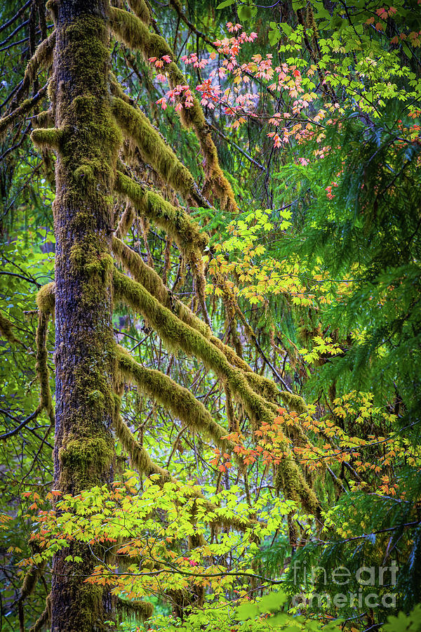 Sol Duc Moss and Maple Photograph by Inge Johnsson