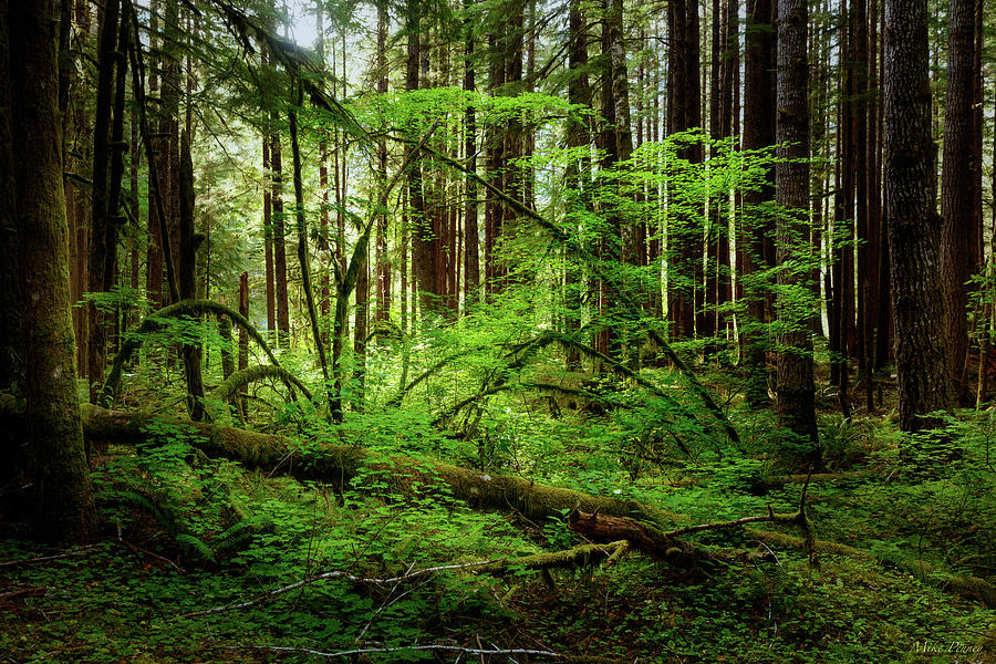 Sol Duc Road 01 Photograph by Mike Penney - Fine Art America