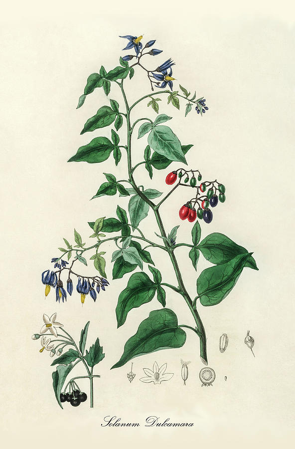 Nature Digital Art - Solanum Dulcamara - Bittersweet - Medical Botany - Vintage Botanical Illustration - Plants and Herbs by Studio Grafiikka