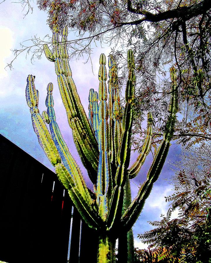 Solar Cactus Tree Photograph by Andrew Lawrence