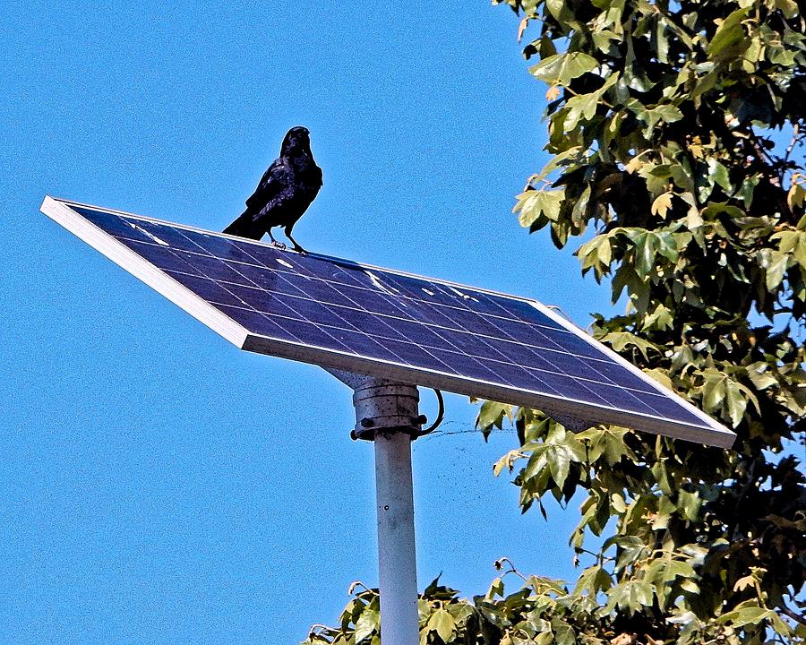 Solar Crow Photograph by Andrew Lawrence