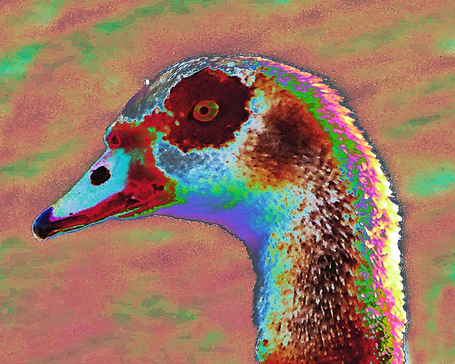 Solar Egyptian Goose Eye  Photograph by Andrew Lawrence