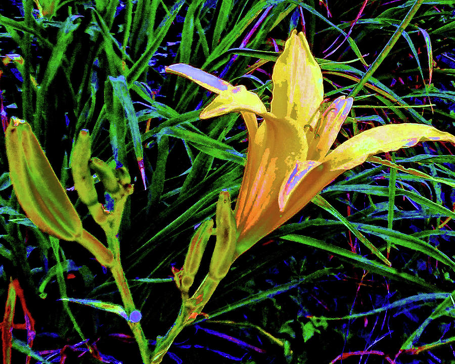 Solar Lily Photograph by Andrew Lawrence