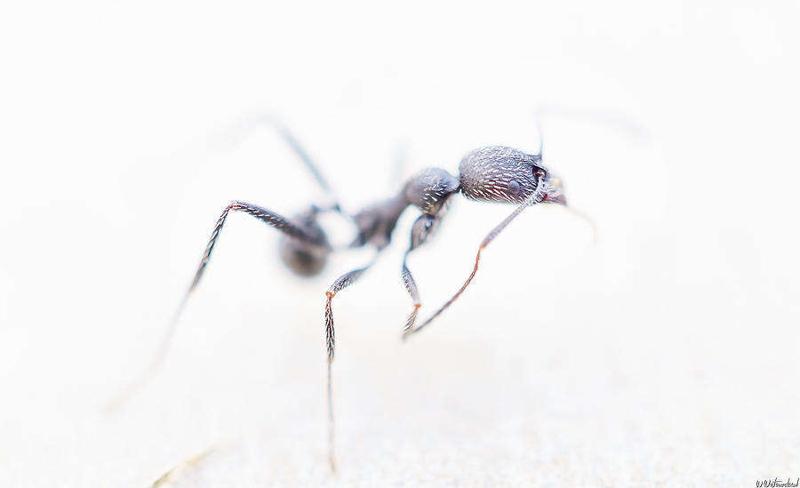 Soldier Ant Close Up Photograph by Weston Westmoreland