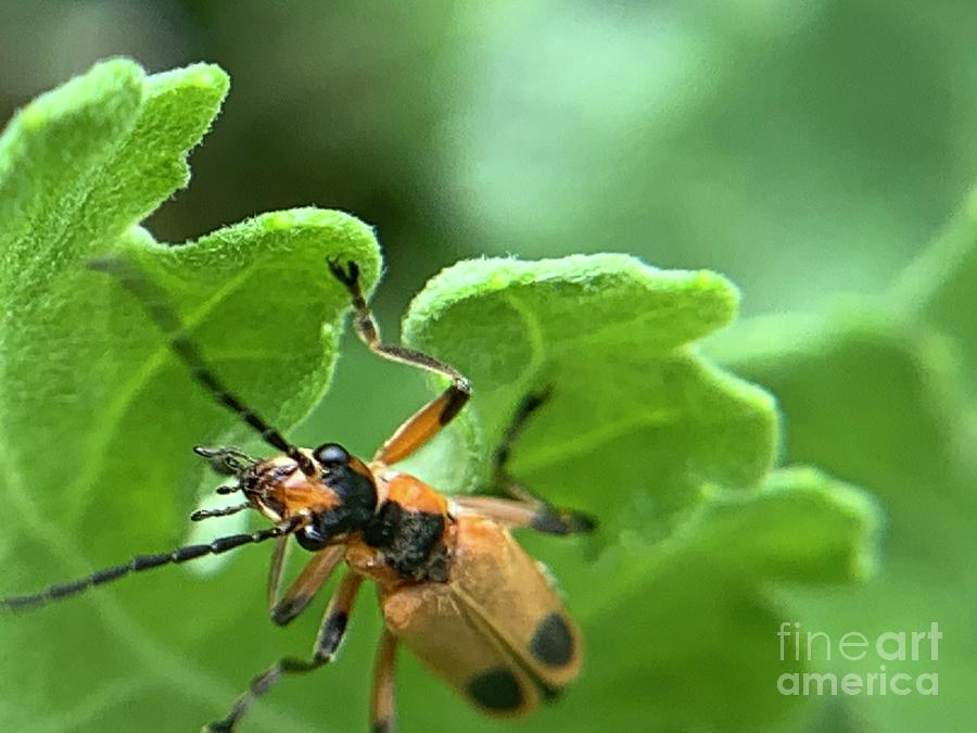 Soldier Beetle Photograph by Catherine Wilson