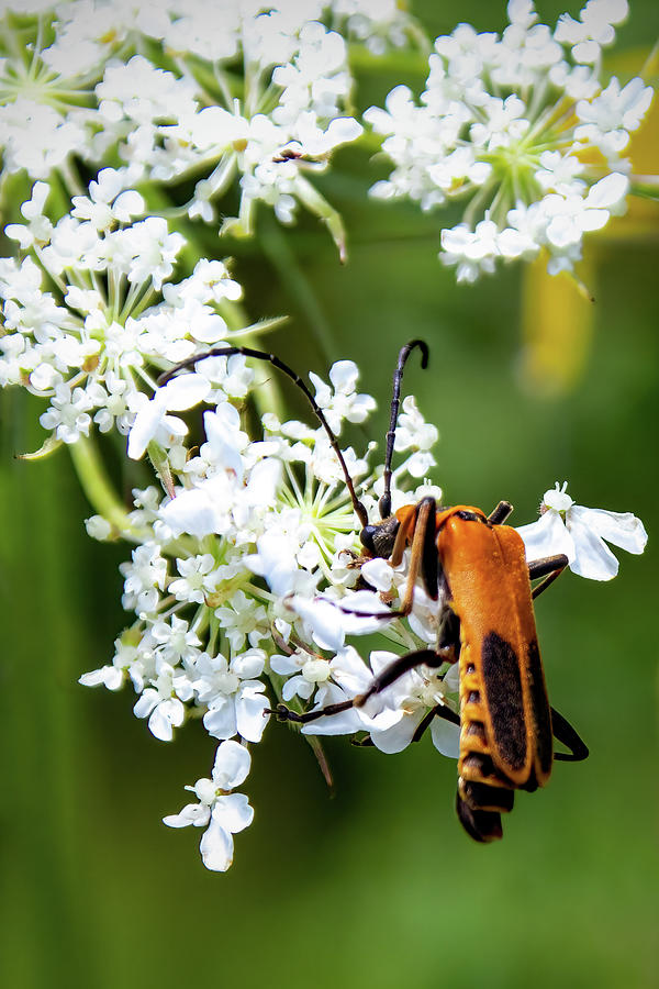 Soldier Beetle Photograph by Ira Marcus
