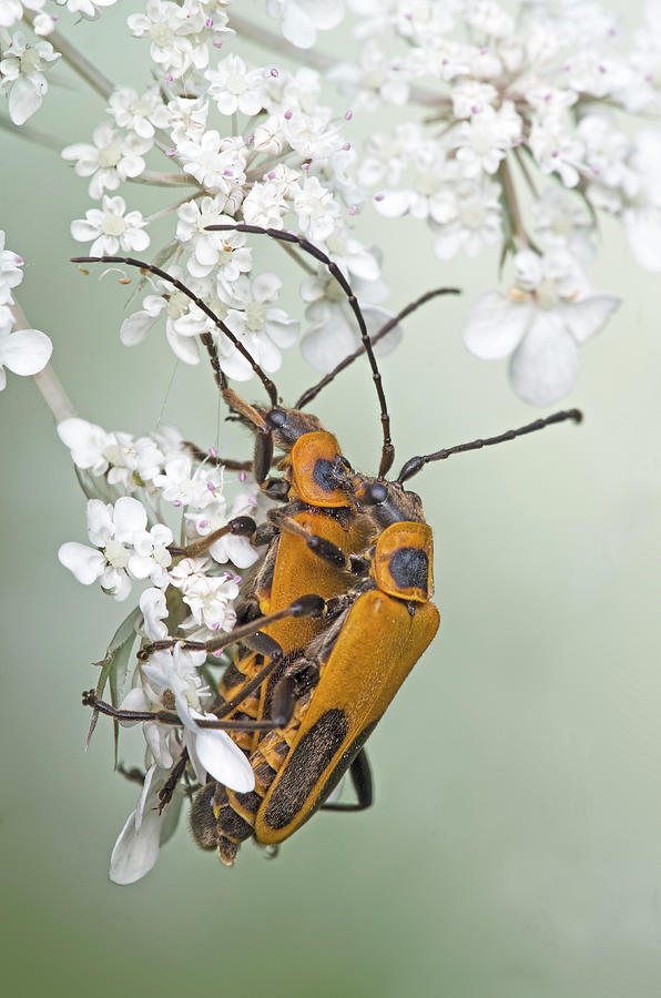 Soldier Beetles Photograph by Jim Zablotny