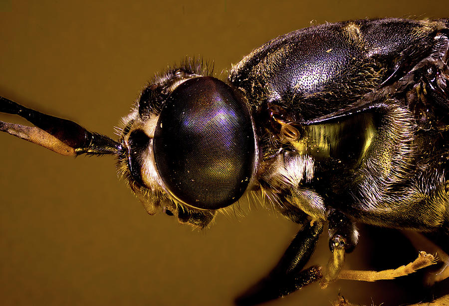 Soldier Fly Portrait  Photograph by Daniel Reed