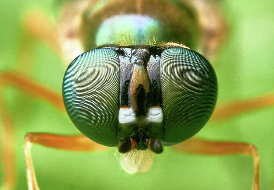 Soldier Fly Photograph By Thirty Five Mm Gallery - Fine Art America