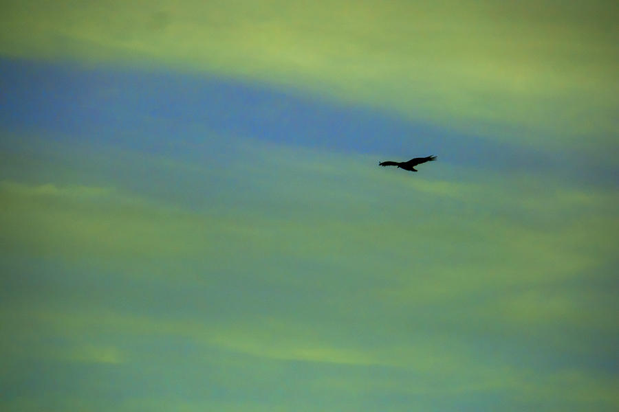 Sole Bird In The Colored Sky Photograph