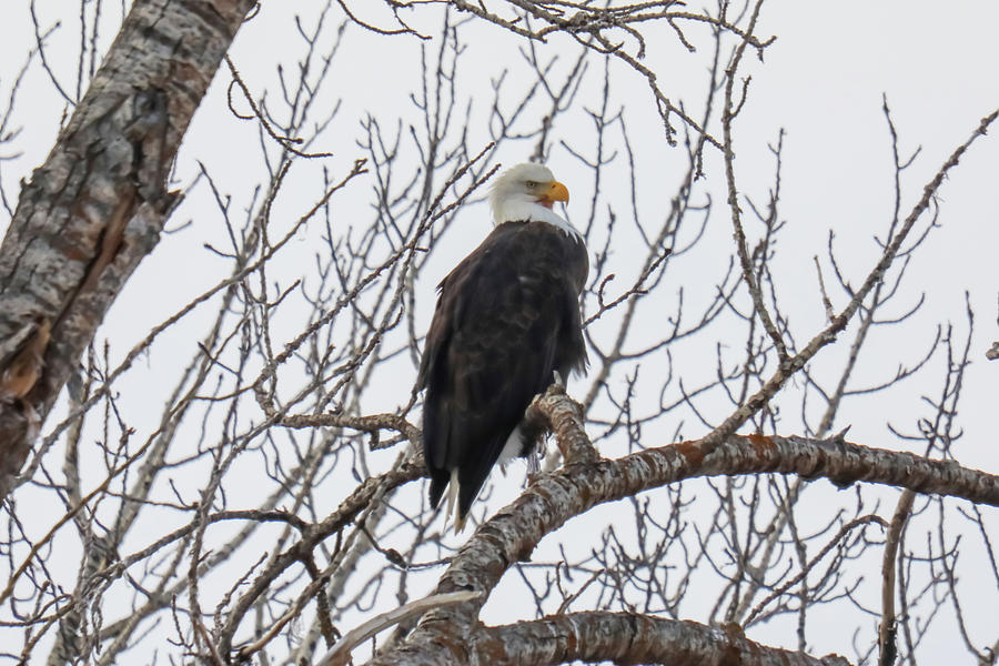 Sole Eagle In A Bare Cottonwood Photograph