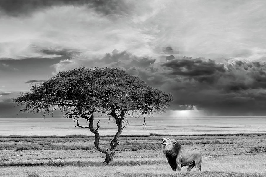 Black And White Photograph - Sole Lion by Ed Taylor