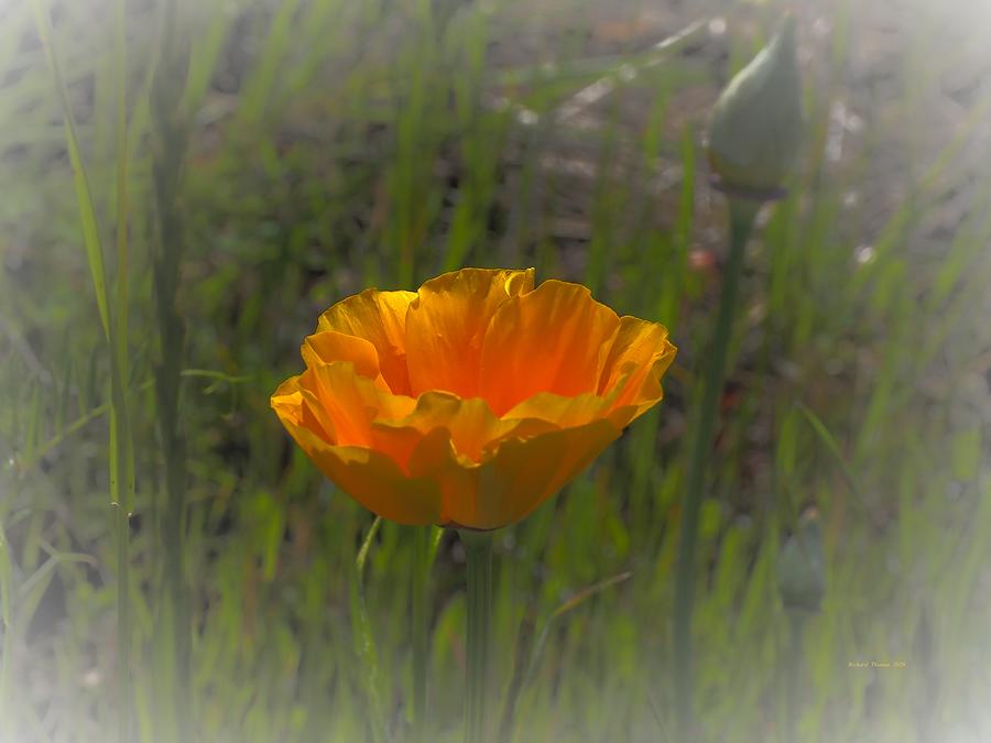 Solid Gold Poppy Photograph by Richard Thomas