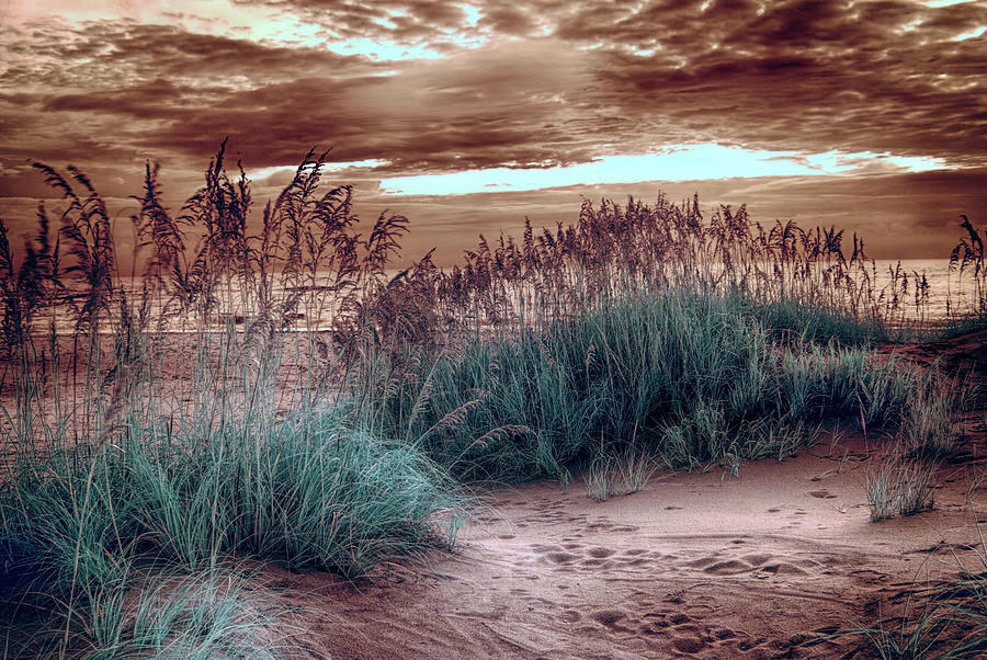 Solid Oats on the Outer Banks fx Digital Art by Dan Carmichael