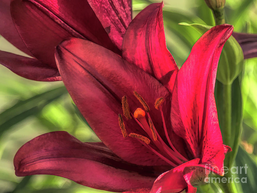 Solitary Asiatic Lily Digital Art by Amy Dundon