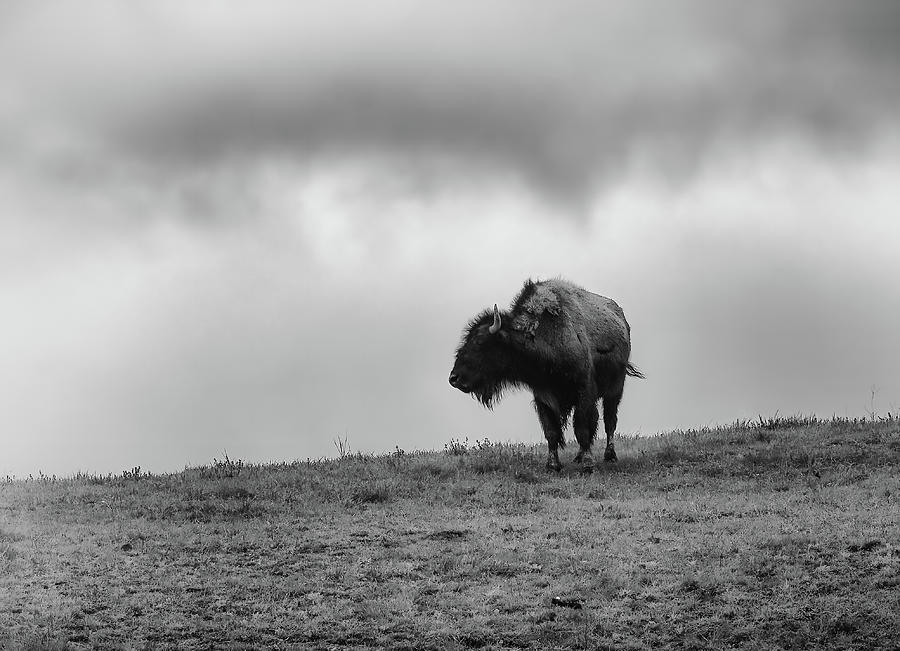 Solitary Bison Photograph by Steven Nelson