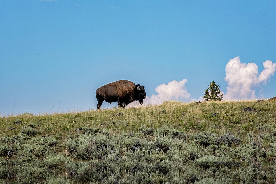 Solitary Bison Photograph by Tom Singleton