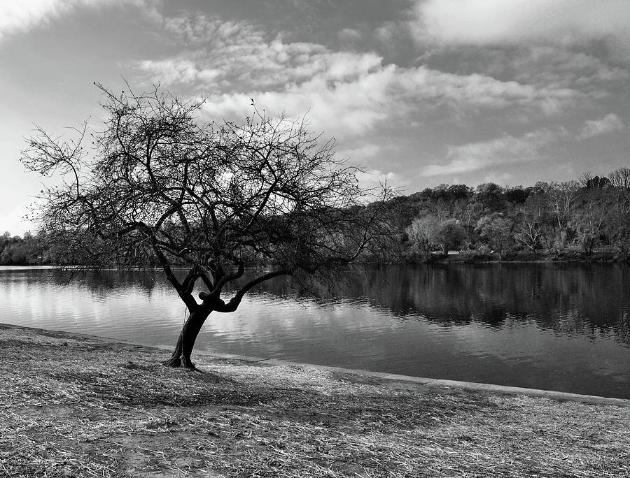 Solitary Bare Tree - Black and White  Photograph by Marla McPherson