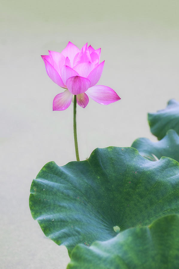 Solitary bloom. Photograph by Usha Peddamatham