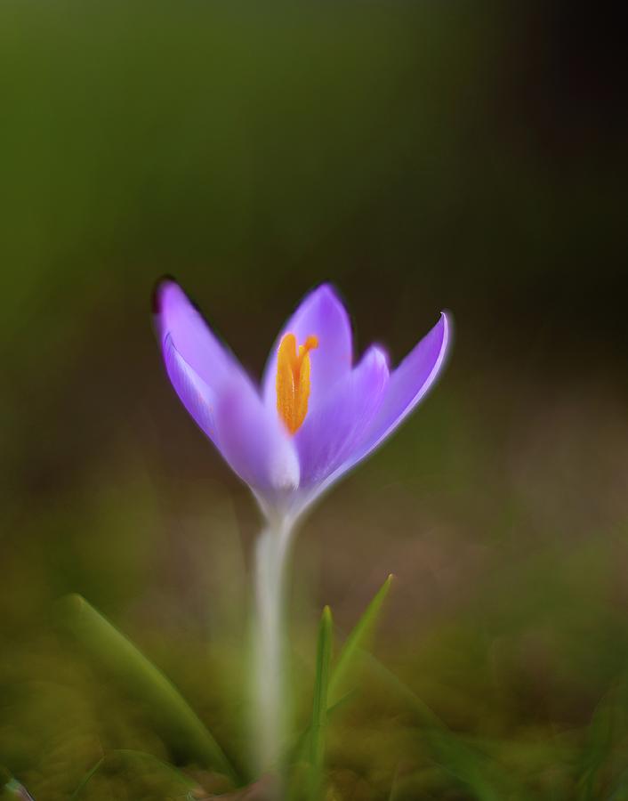 Flowers Still Life Photograph - Solitary Crocus Bloom by Mike Reid