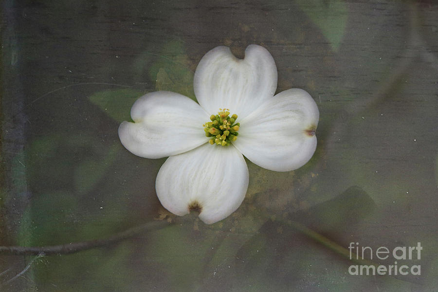 Solitary Dogwood Bloom Photograph by Amy Dundon