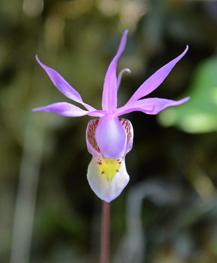 Solitary Fairy Slipper Orchid Photograph by Whispering Peaks ...